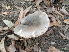 Russula virescens
