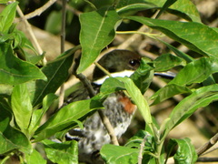 Chloroceryle americana