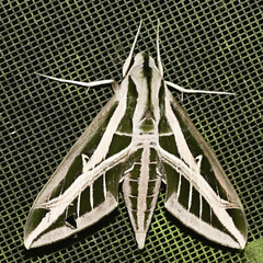 Eumorpha fasciatus