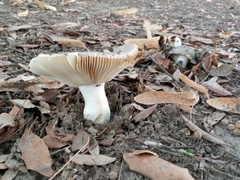 Russula virescens