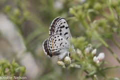 Euphilotes pallescens