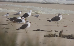 Larus dominicanus vetula