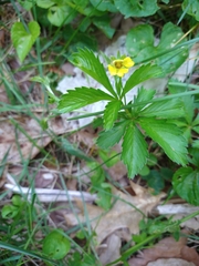 Potentilla reptans