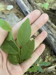 Vaccinioideae