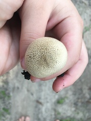 Scleroderma areolatum
