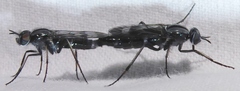 Therevidae