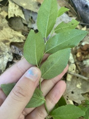 Vaccinioideae