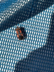 Heteroptera