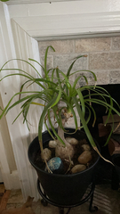 Beaucarnea recurvata