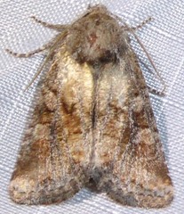 Lacinipolia meditata