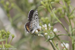 Euphilotes pallescens