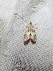Elophila obliteralis