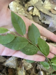 Vaccinioideae