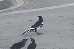 Quiscalus major westoni