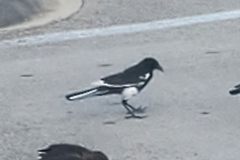 Quiscalus major westoni