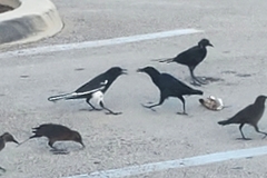 Quiscalus major westoni