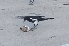 Quiscalus major westoni