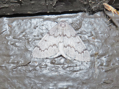 Nepytia pellucidaria