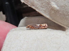 Epinotia trigonella