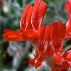 Astragalus coccineus
