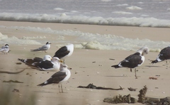 Larus dominicanus vetula
