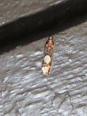 Epinotia trigonella