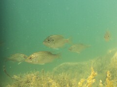 Ambloplites rupestris