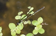 Paracercion calamorum