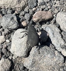 Phymatiotris quadricollis