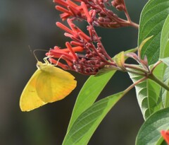 Phoebis philea philea