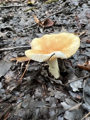 Russula compacta