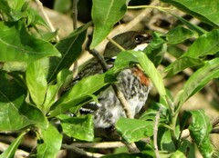 Chloroceryle americana