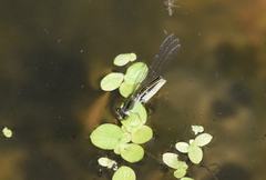 Paracercion calamorum