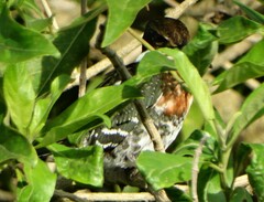 Chloroceryle americana