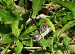 Chloroceryle americana