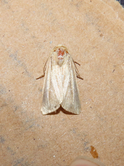 Mythimna oxygala