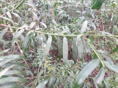 Podocarpus