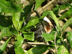 Chloroceryle americana