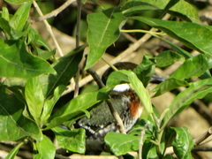 Chloroceryle americana