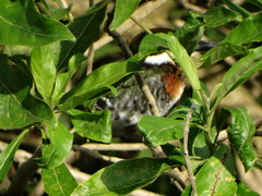 Chloroceryle americana