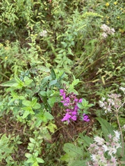 Lythrum salicaria