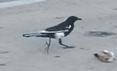 Quiscalus major westoni