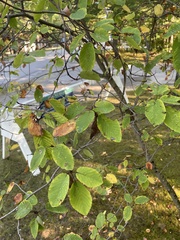 Amelanchier alnifolia