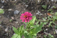 Zinnia elegans