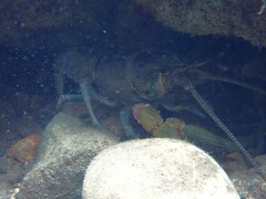 Cambarus robustus
