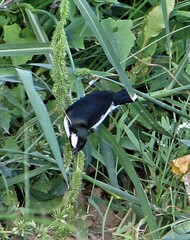 Sporophila lineola