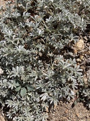 Lupinus breweri