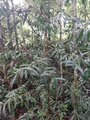 Podocarpus
