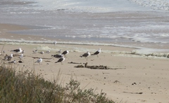 Larus dominicanus vetula