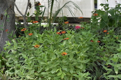 Zinnia elegans